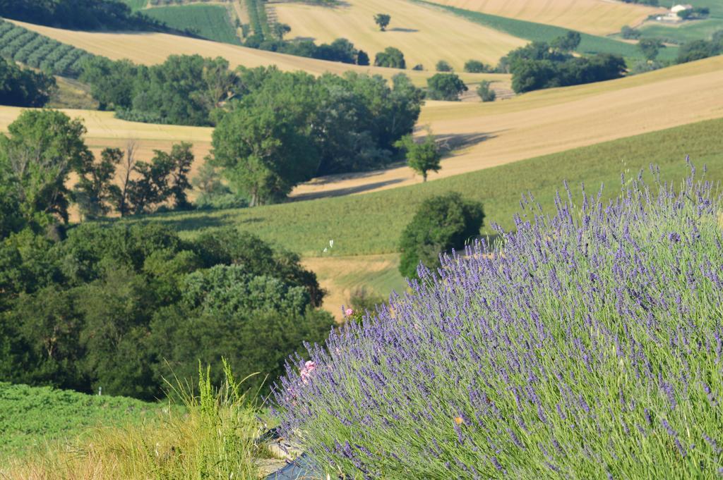 Agriturismo Tenuta Belvedere Villa Belvedere Ostrense Eksteriør bilde